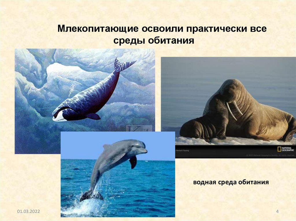 Водные млекопитающие примеры