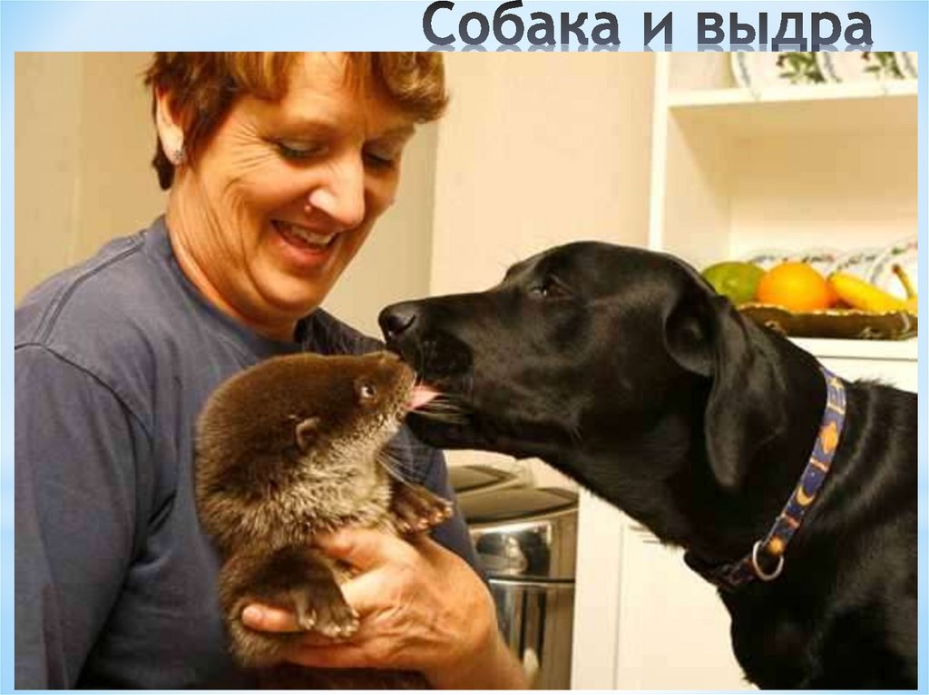 Собака и выдра