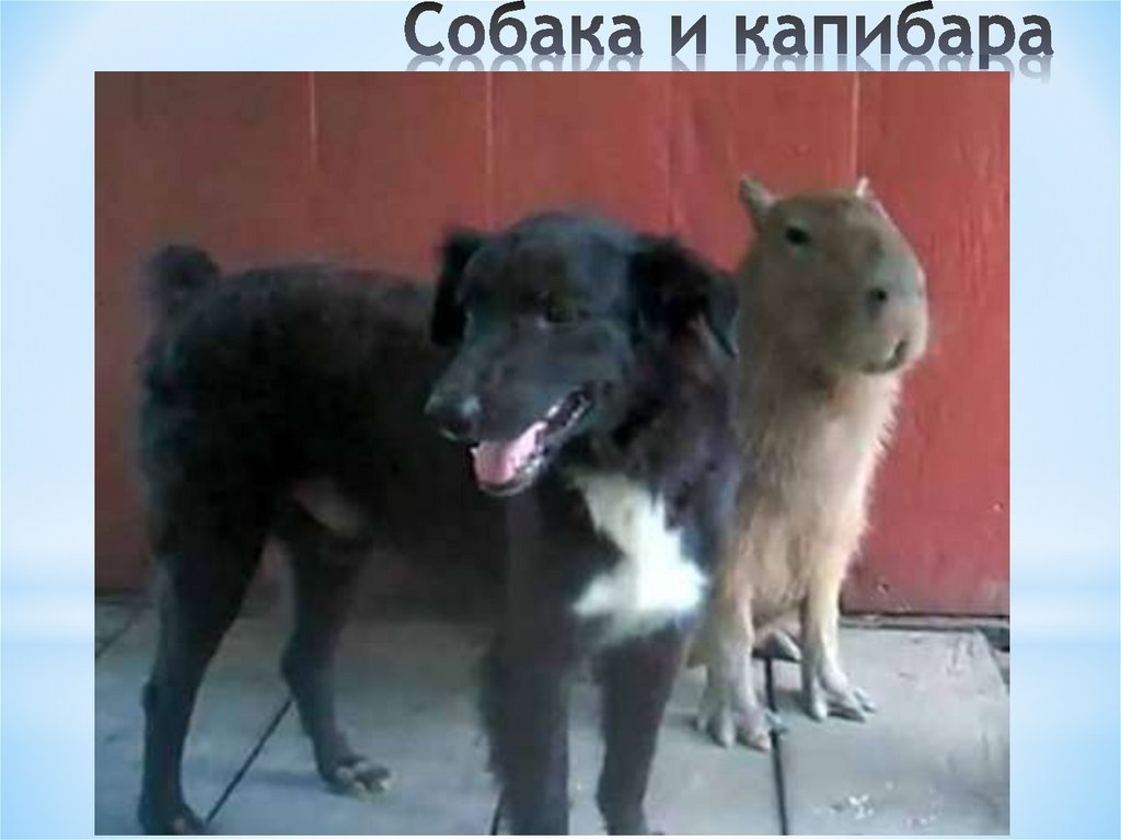 Собака и капибара