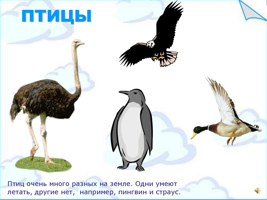 Птица не указан. Птицы которые не умеют летать. Дикие птицы презентация для детей. Дикие птицы летающие названия. Презентация Дикие птицы для ДОУ.