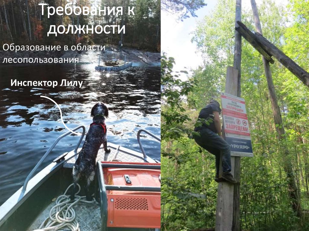 Требования к должности