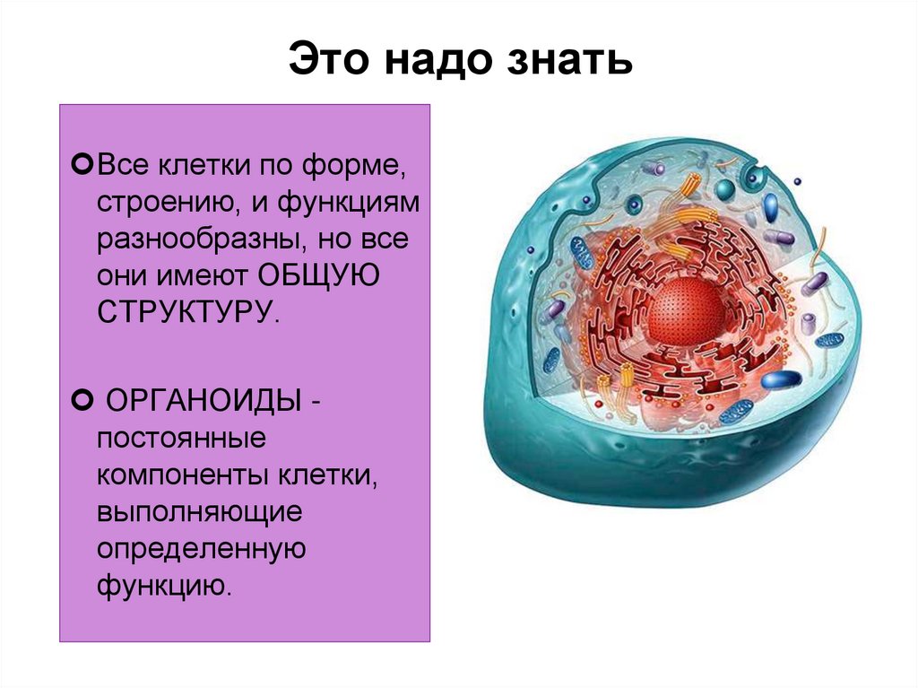 Строение клетки кратко