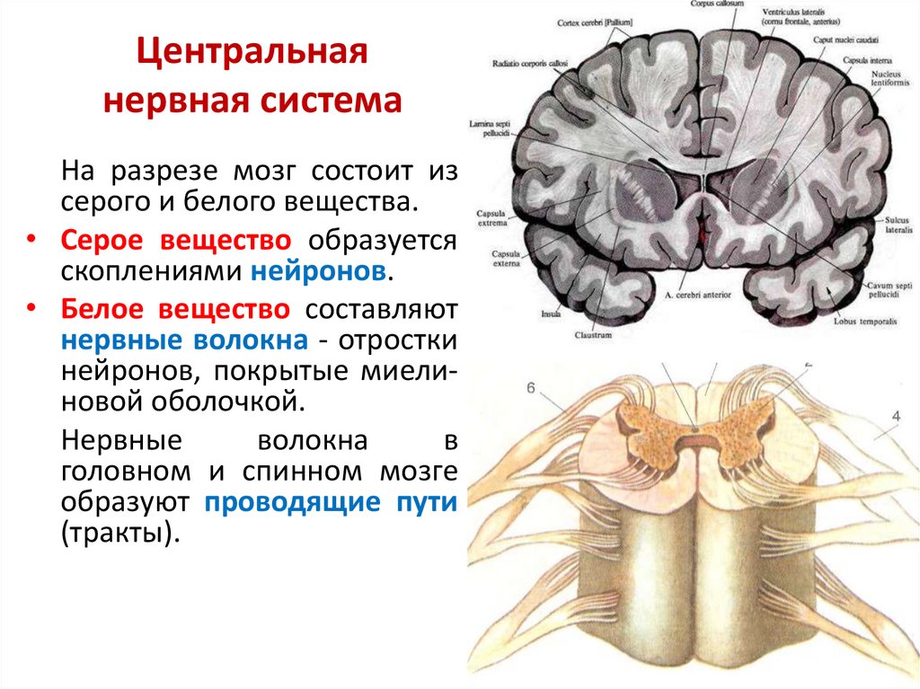 Нервная система делится на центральную и