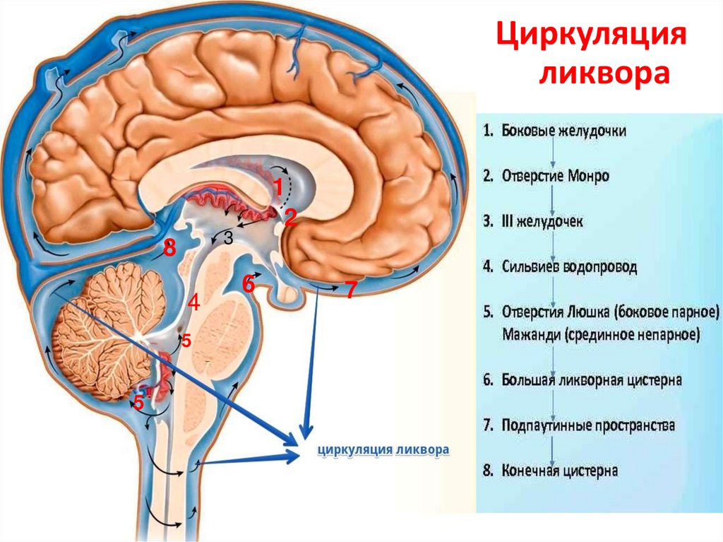 Brain 85. Желудочки головного мозга. 1 И 2 желудочки головного мозга. Стенки боковых желудочков головного мозга. Образование желудка головного мозга.