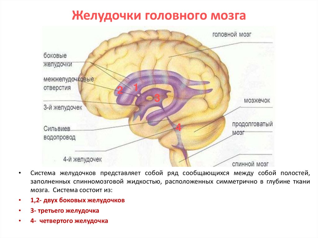 Образования желудочков мозга