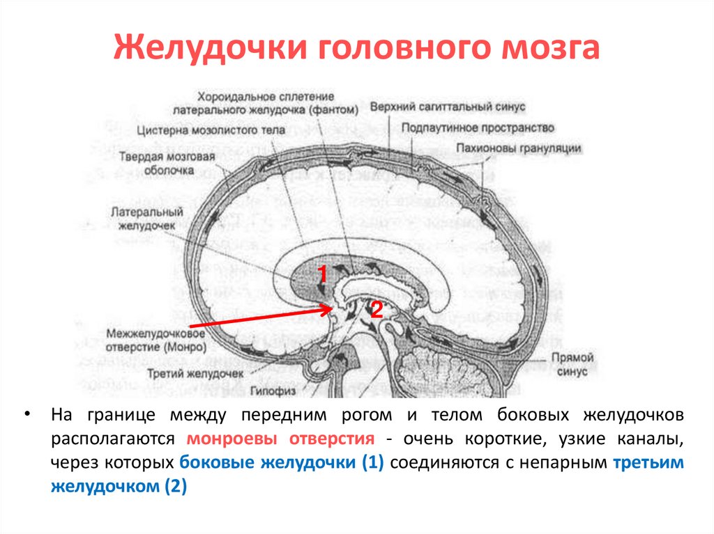 Расширение боковых желудочков мозга