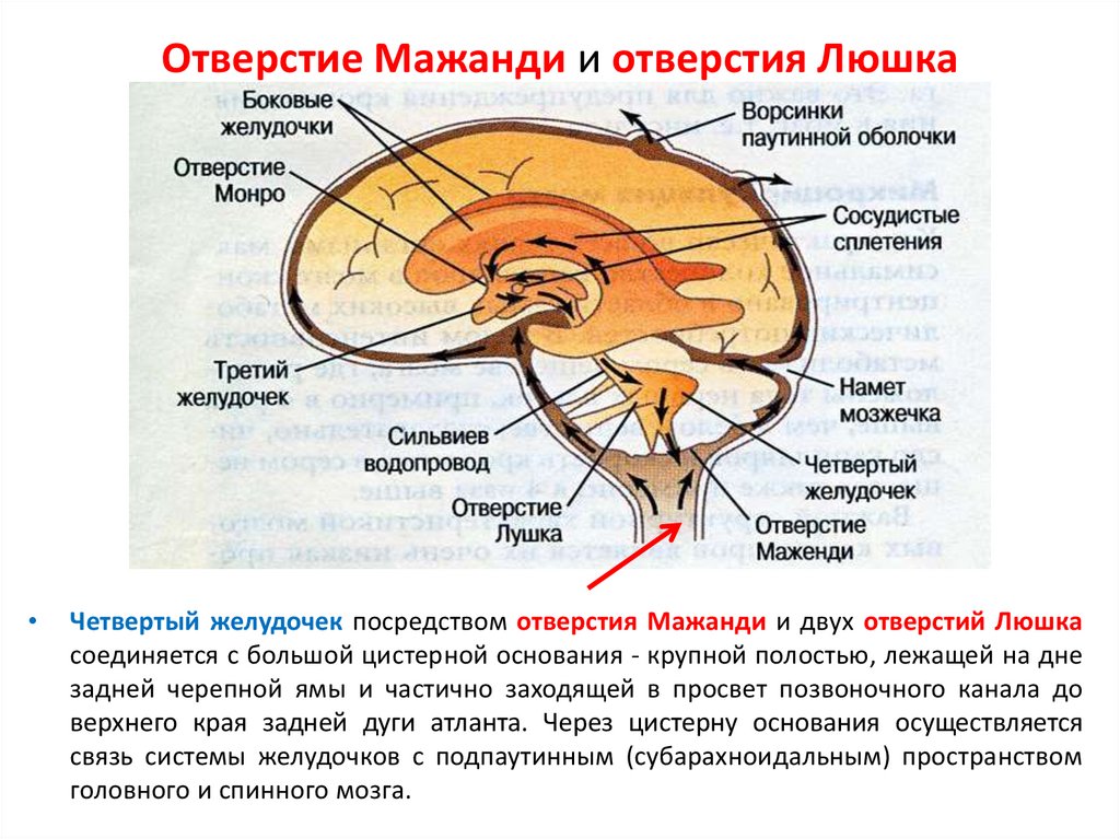 Желудочки мозга схема