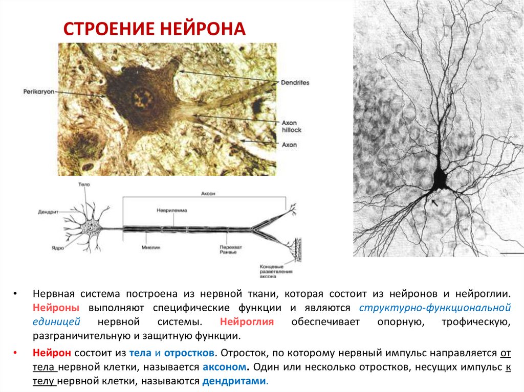 Строение нейрона фото. Нейрон и клетка Спутник. Подробное строение нервной клетки. Строение нейрона цитология.