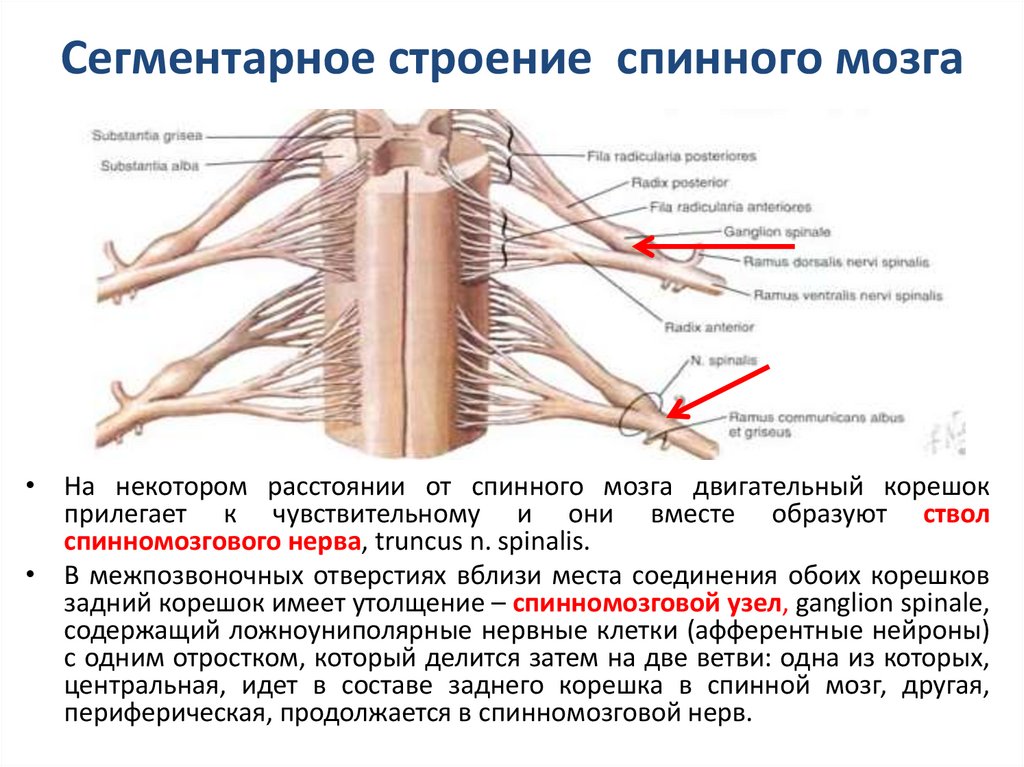 Строение спинного нерва. Рис 77 строение спинного мозга. Каково наружное строение спинного мозга.