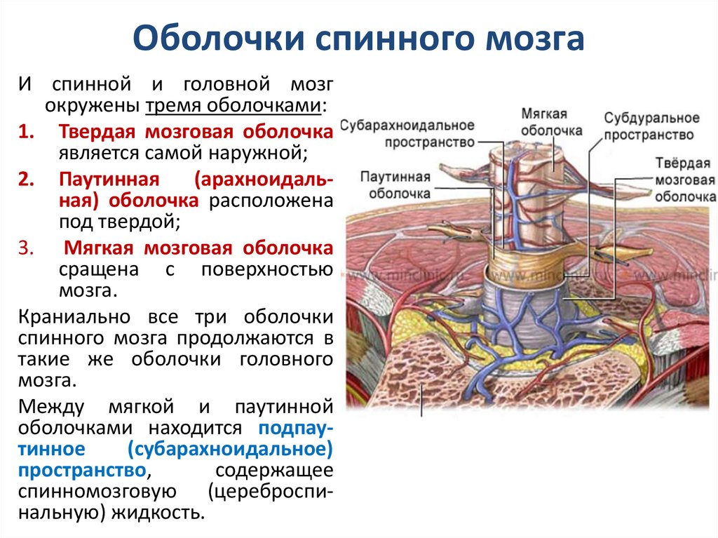 Оболочки спинного мозга схема