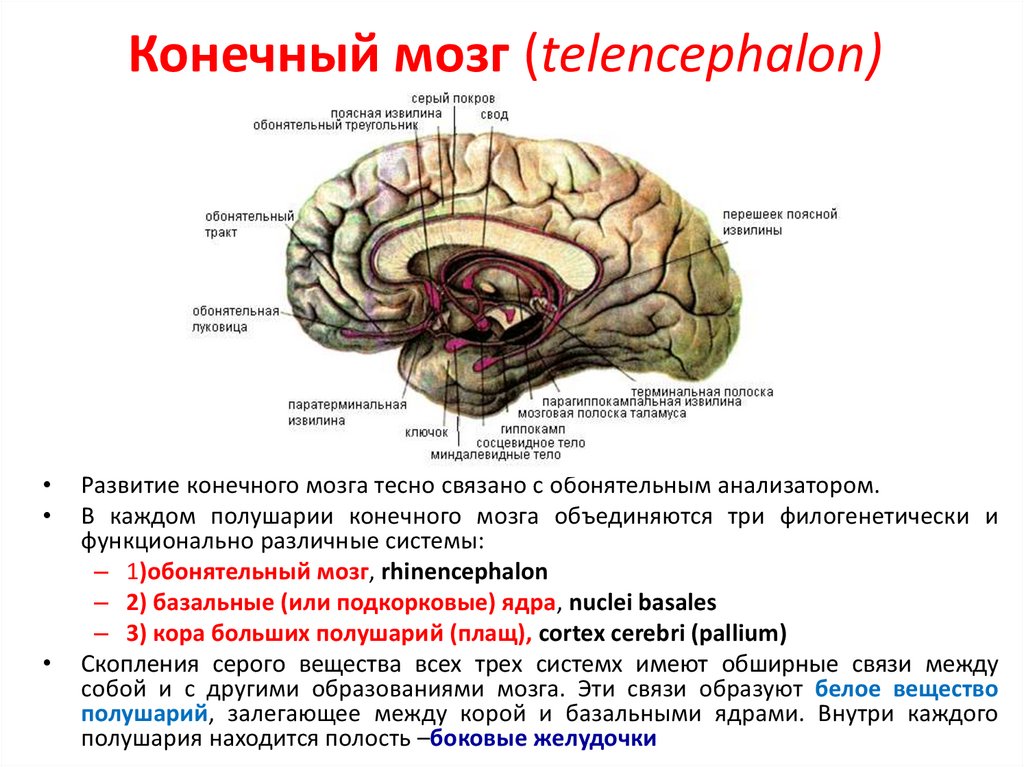 Конечный мозг анатомия презентация