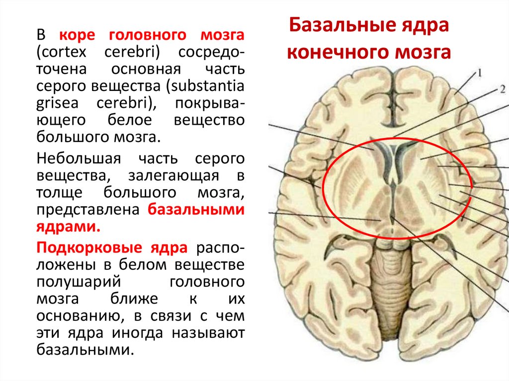 Схема базальных ядер головного мозга