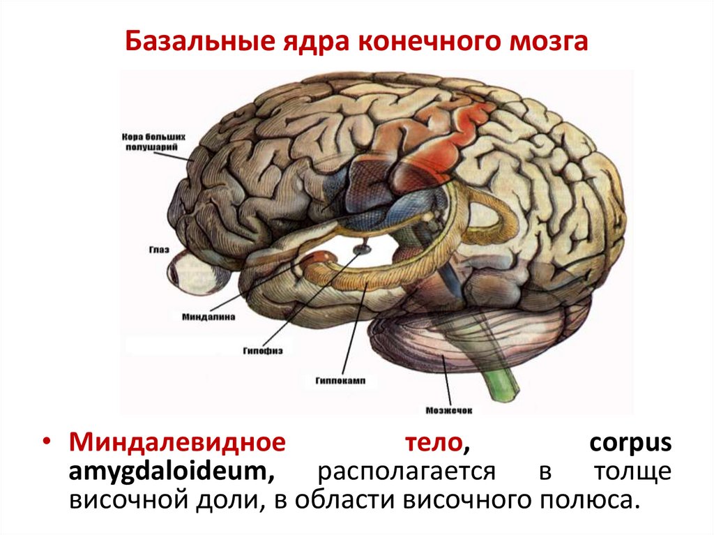 Схема базальных ядер головного мозга