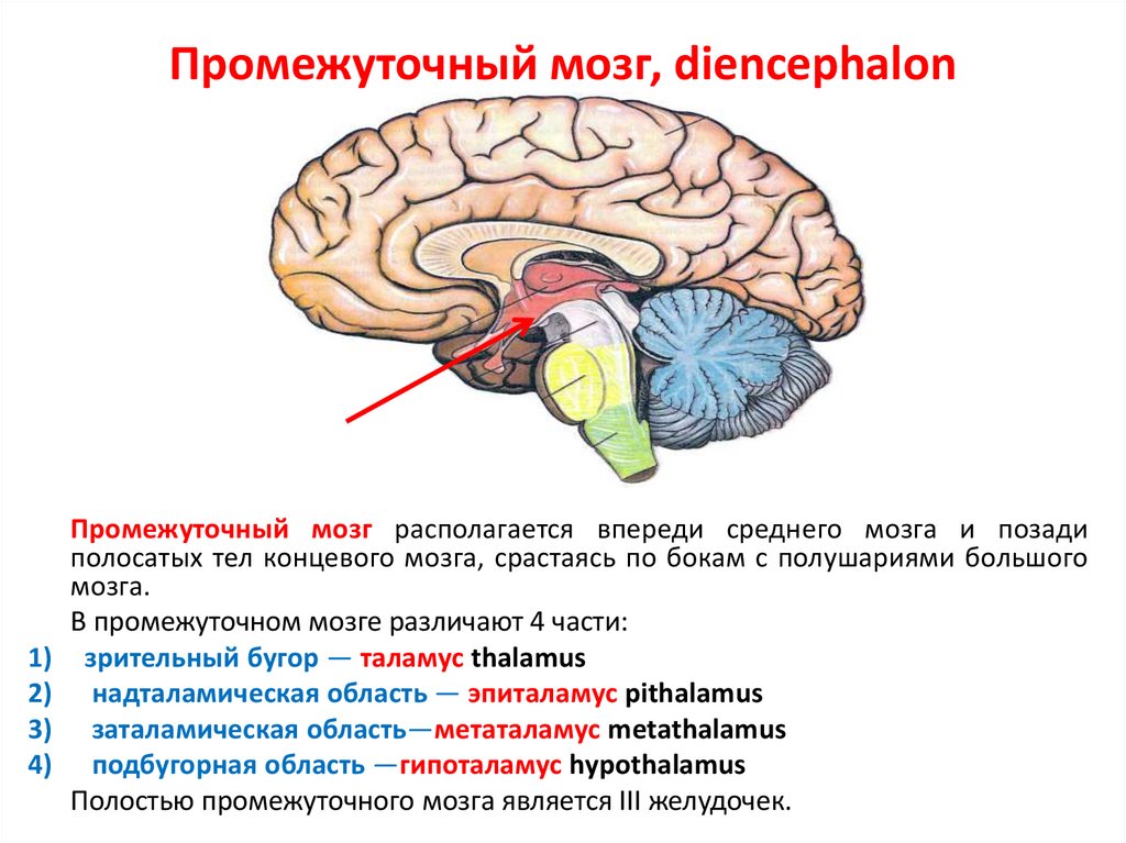 Промежуточный мозг располагается в. Промежуточный мозг строение расположение. Наружное строение промежуточного мозга. Центральная часть промежуточного мозга строение. Промежуточный мозг состоит из следующих структур.