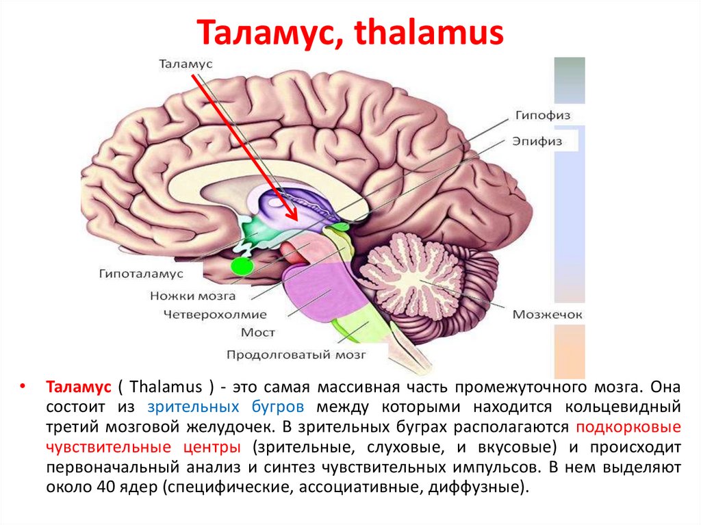 Функции таламуса промежуточного мозга. Таламус и метаталамус. Таламус эпиталамус метаталамус. Промежуточный мозг таламус гипоталамус эпиталамус. Структура таламуса.