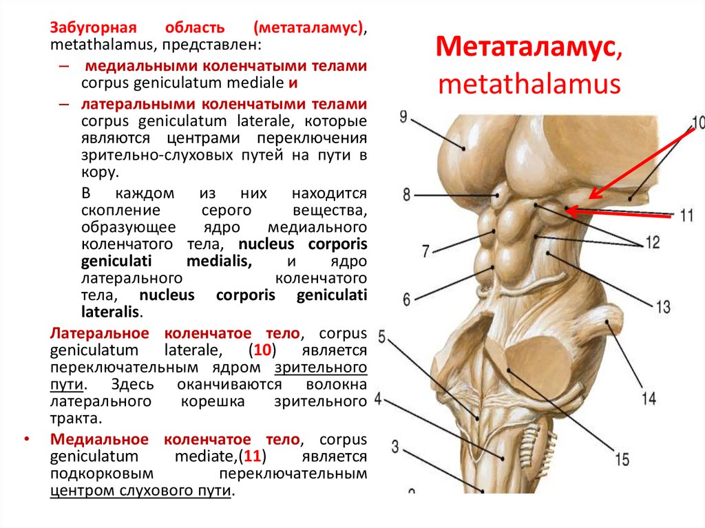 Коленчатые тела мозга. Метаталамус коленчатые тела. Метаталамус промежуточного мозга. Метаталамус медиальное и Латеральное тело. Метаталамус строение и функции.