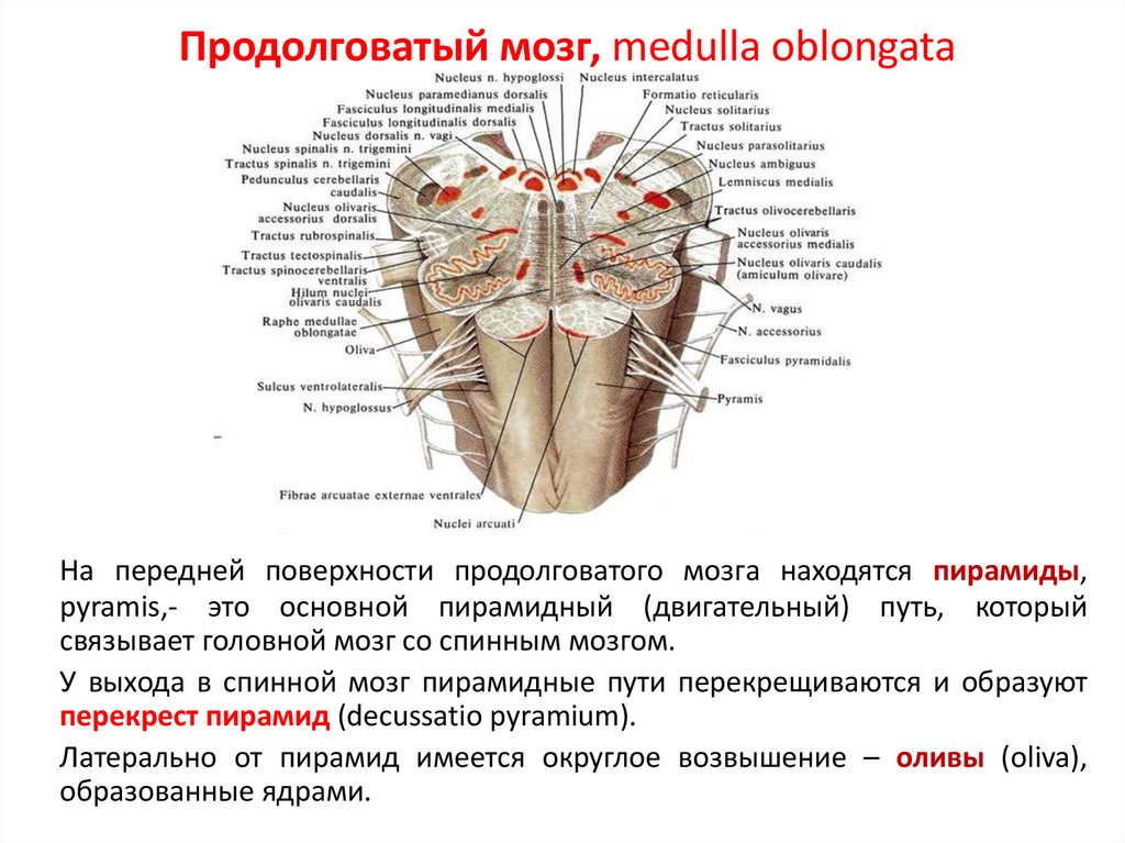 В продолговатом мозге расположены ядра