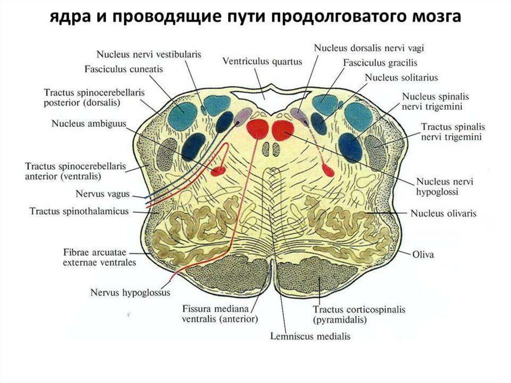 Продолговатый мозг входит в состав