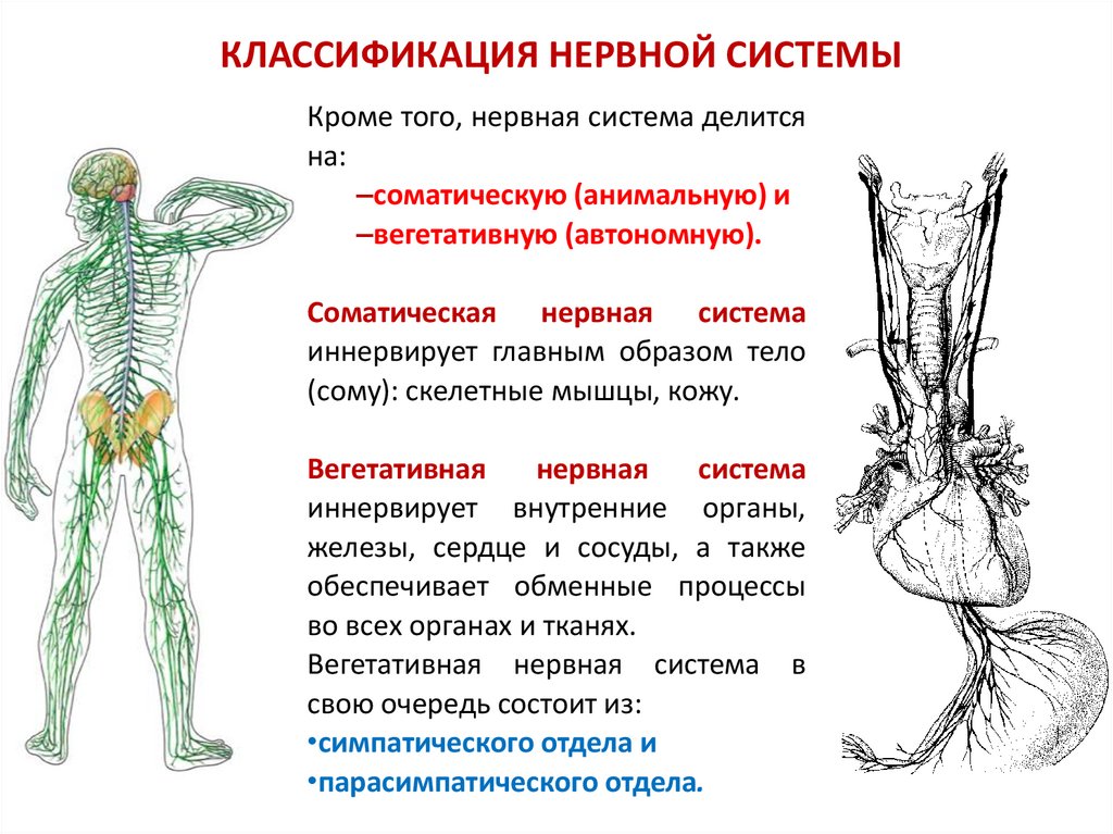 Схема классификации нервной системы