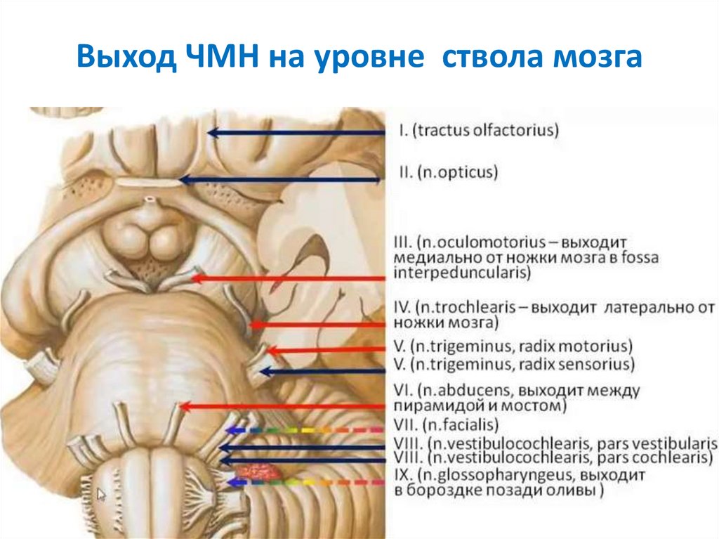 Промежуточный черепной нерв. 12 Пар черепно мозговых нервов анатомия. Выход 12 пар черепно-мозговых нервов анатомия. Выход Корешков черепных нервов анатомия. 12 Пар черепных нервов выход из черепа.