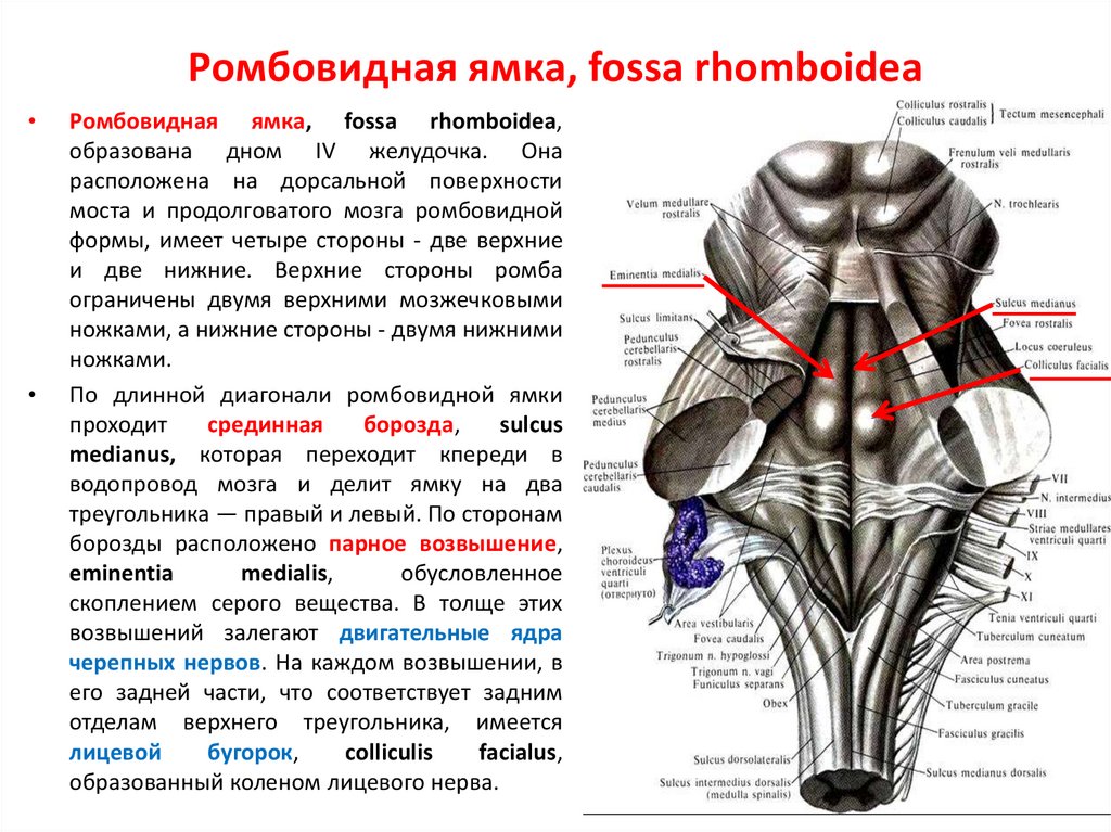 Ромбовидная ямка схема