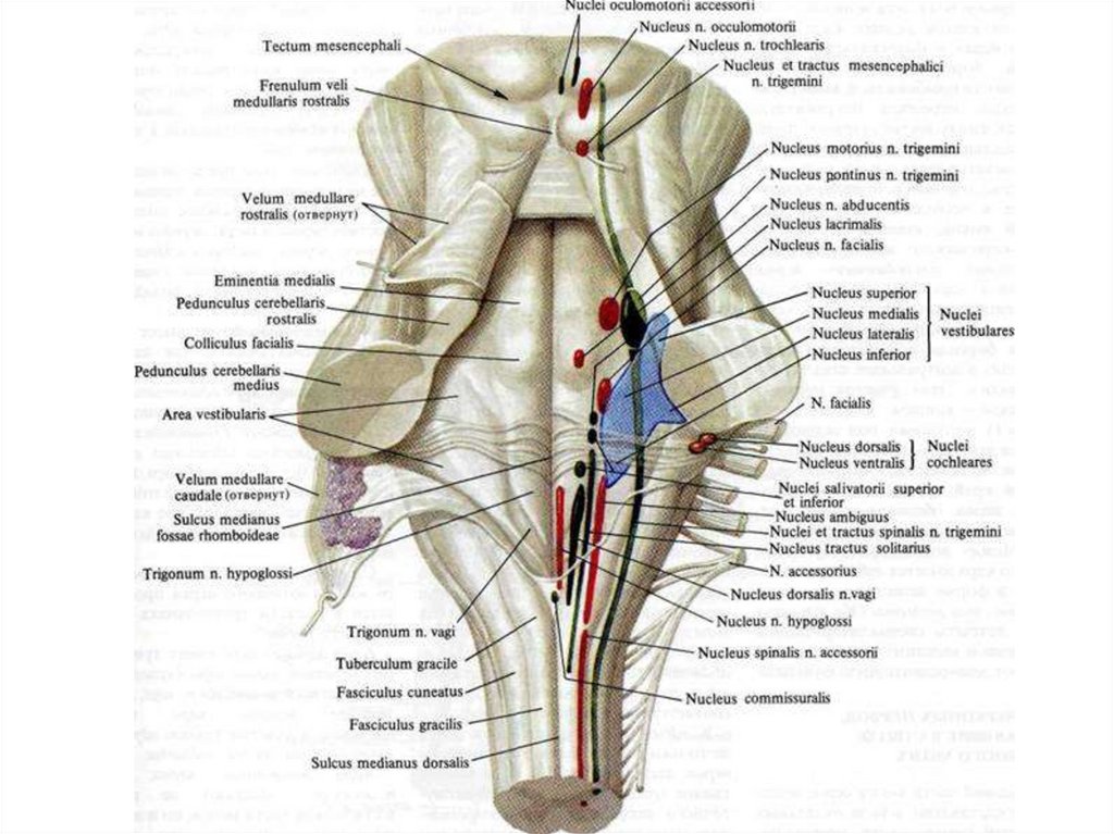Ядра черепных нервов моста. Проекция ядер черепных нервов на ствол мозга. Ромбовидная ямка продолговатого мозга ядра. Проекция ядер черепных нервов анатомия. Схема расположения ядер 5-12 пар черепных нервов в ромбовидной ямке.