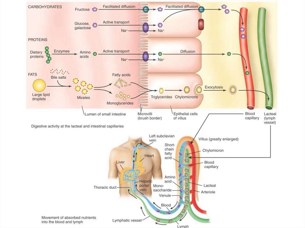 Вещество в тонком кишечнике всасывается в лимфу