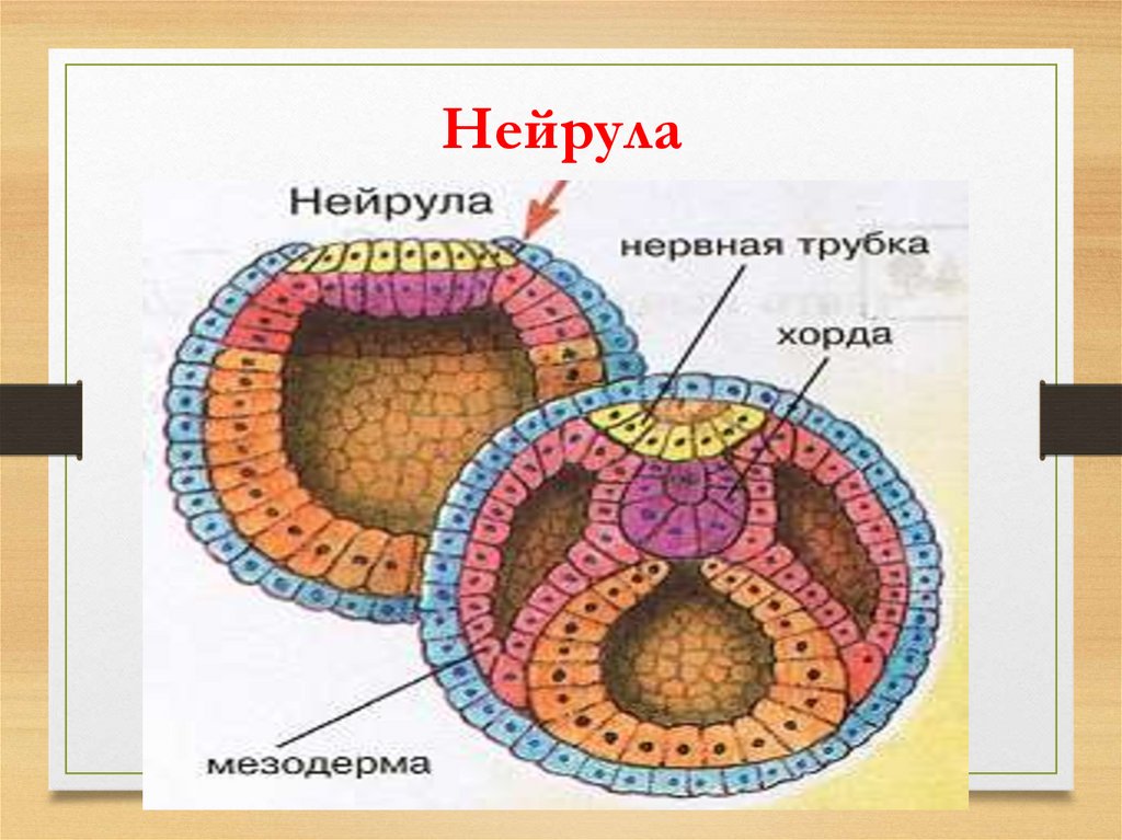 Следующее строение. Нейрула Сомит. Нейрула зародышевые листки. Строение нейрулы биология. Строение нейрулы позвоночных.