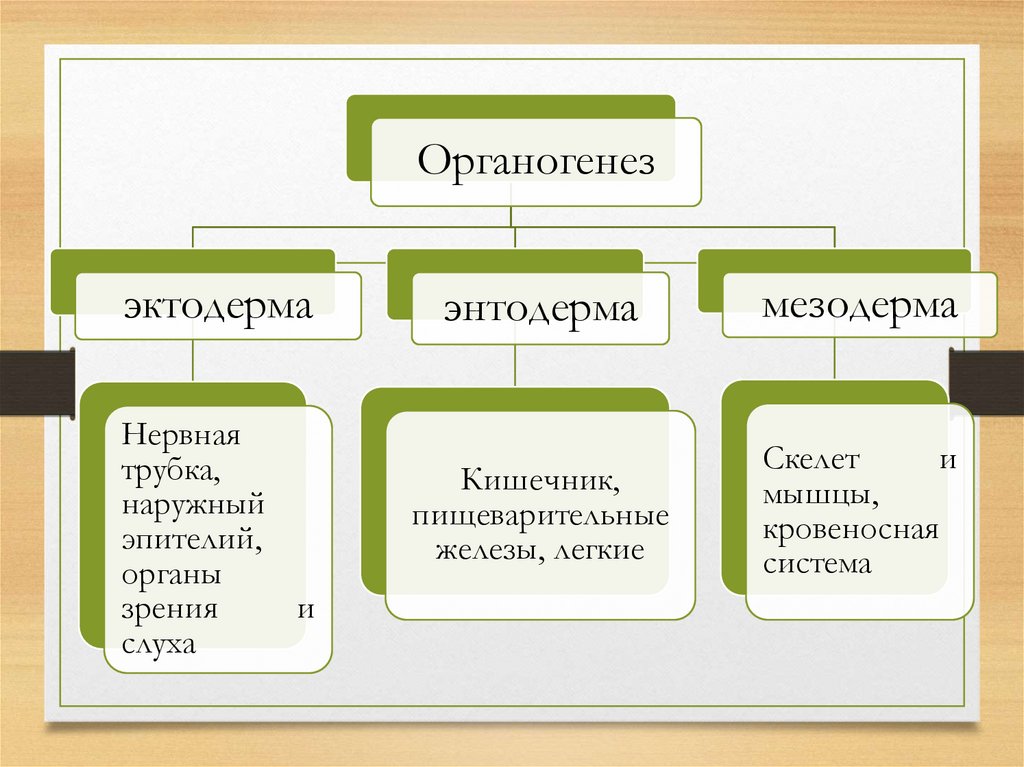 Животные биология 6 класс. Рост и развитие животных. Рост и развитие животных схема. Этапы развития животных 6 класс таблица. Развитие животных 6 класс таблица.