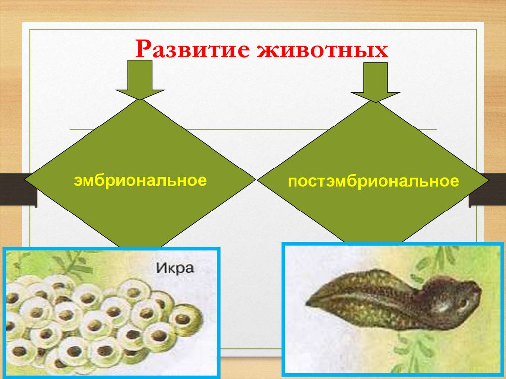 Презентация 8 класс рост и развитие животных. Развитие животных. Модель развития животных. Эмбриональное и постэмбриональное развитие животных. Развитие животных кратко.