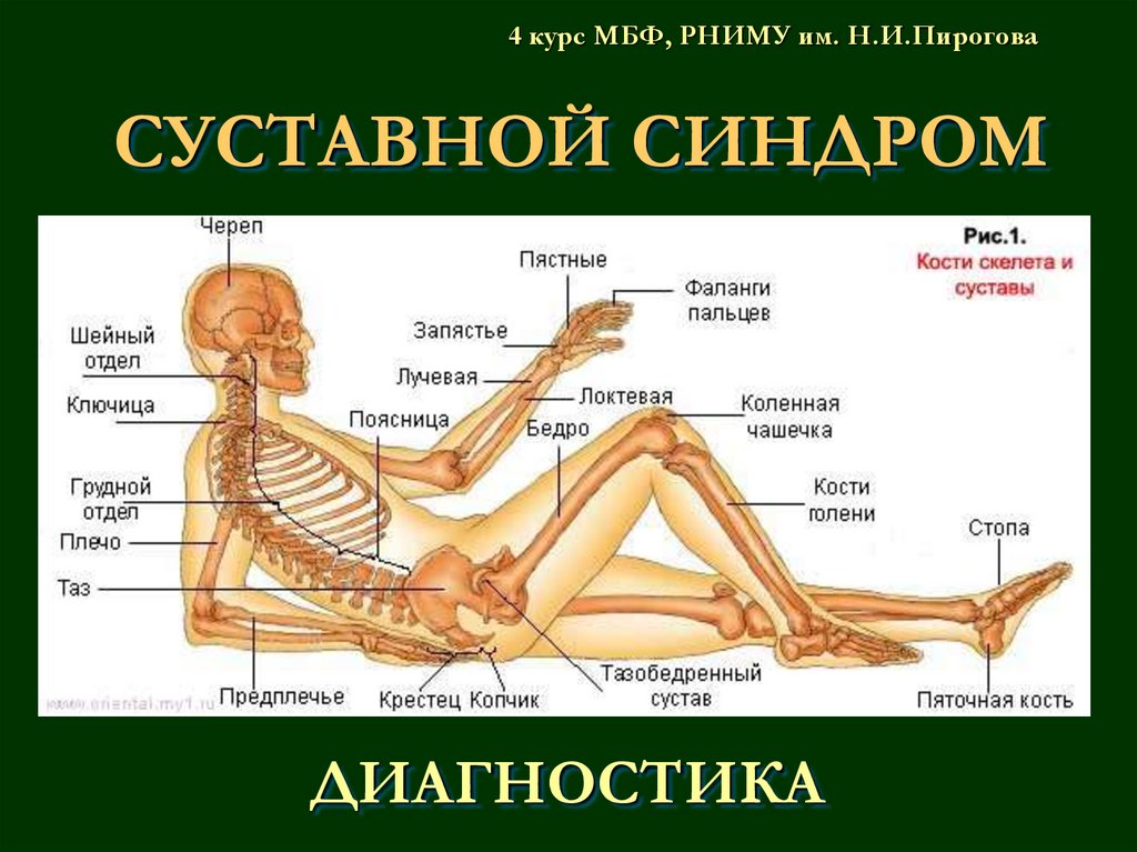 Названия суставов человека. Строение тела человека суставы. Суставы человека анатомия. Схема суставов человека.
