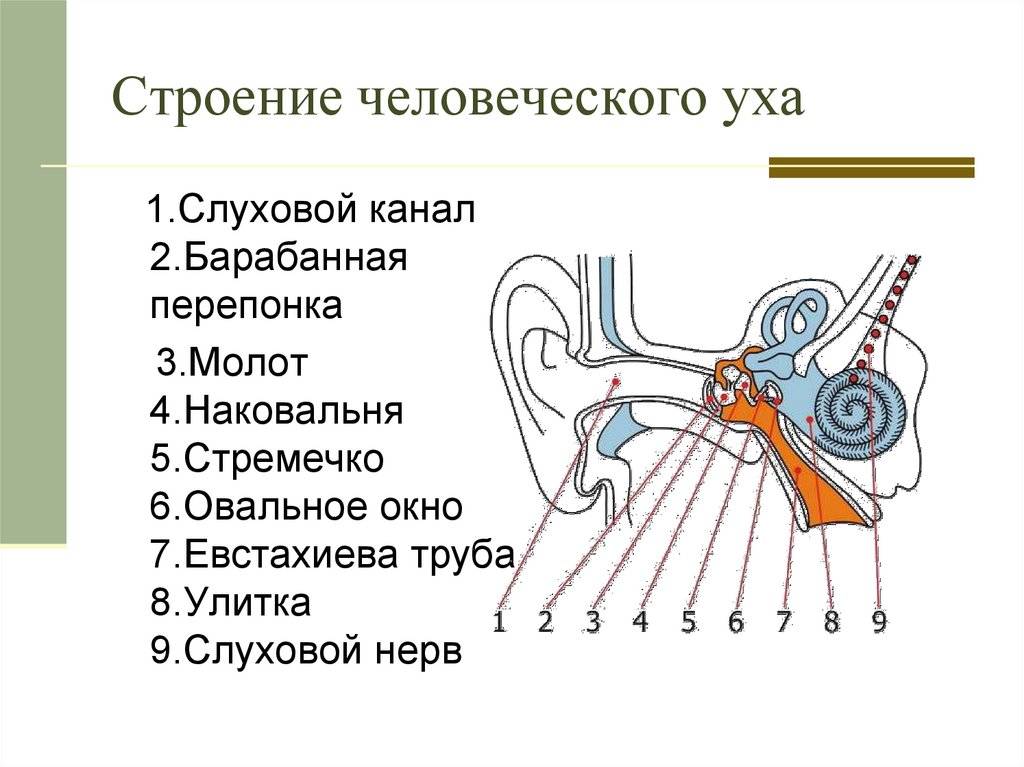 Чувствительный орган слуха. Строение уха последовательность. Устройство ухо человека схема. Строение уха человека схема с описанием и функции. Структура уха человека схема.