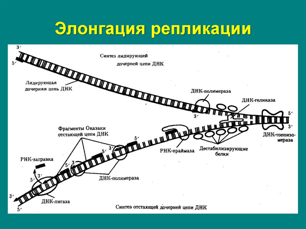 Фактор репликации. Элонгация репликации. Схема репликации ДНК. Лидирующая цепь ДНК при репликации. Асинхронная репликация.