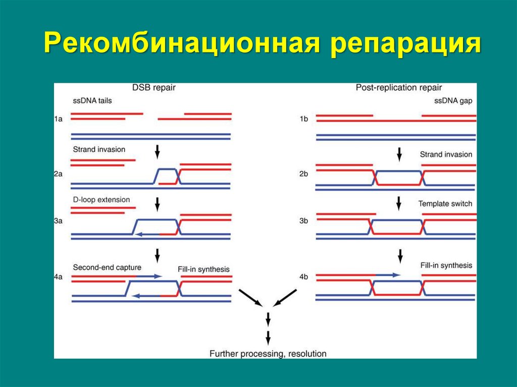 Репарация что это такое