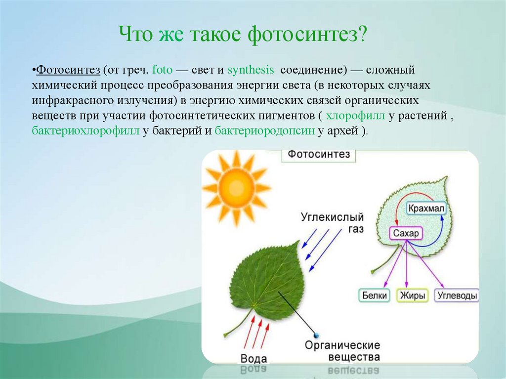 Значение фотосинтеза в природе биология 6 класс. Фотосинтез это в биологии. Фотосинтез у растений. Строение фотосинтеза. Как происходит фотосинтез.