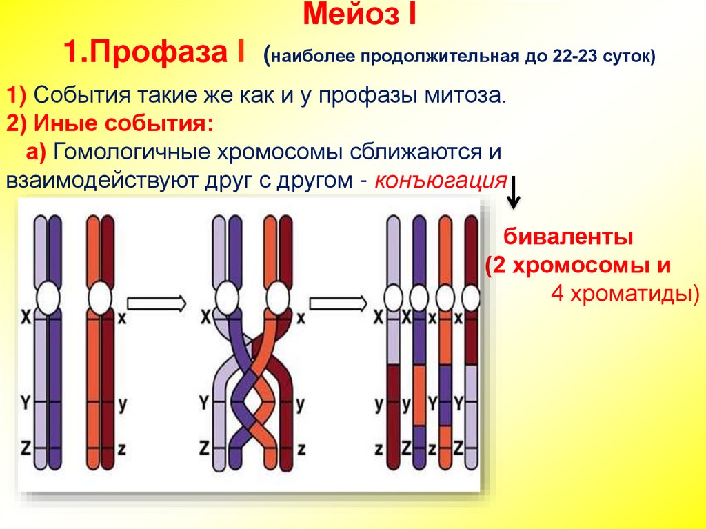 Конъюгация и кроссинговер в клетках животных происходят. Конъюгация гомологичных хромосом в мейозе 1. Процесс конъюгации и кроссинговера. Кроссинговер в процессе мейоза.
