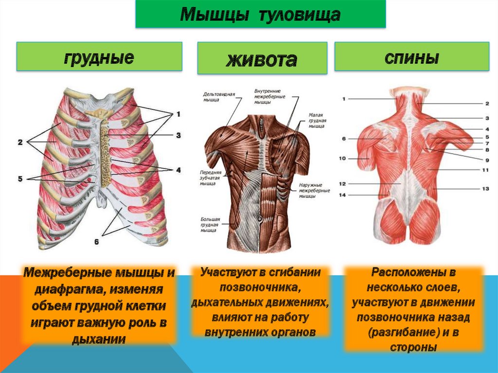 Межреберные мышцы и диафрагма. Межреберные мышцы спины. Функции мышц груди и живота. Мышцы груди диафрагма.