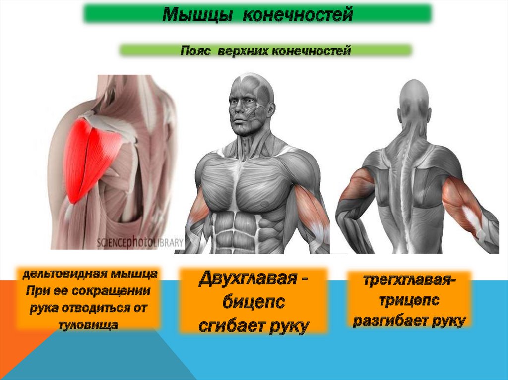 Какой цифрой на рисунке обозначены мышцы