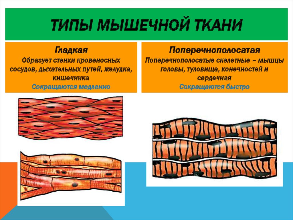 Какие виды мышечной ткани