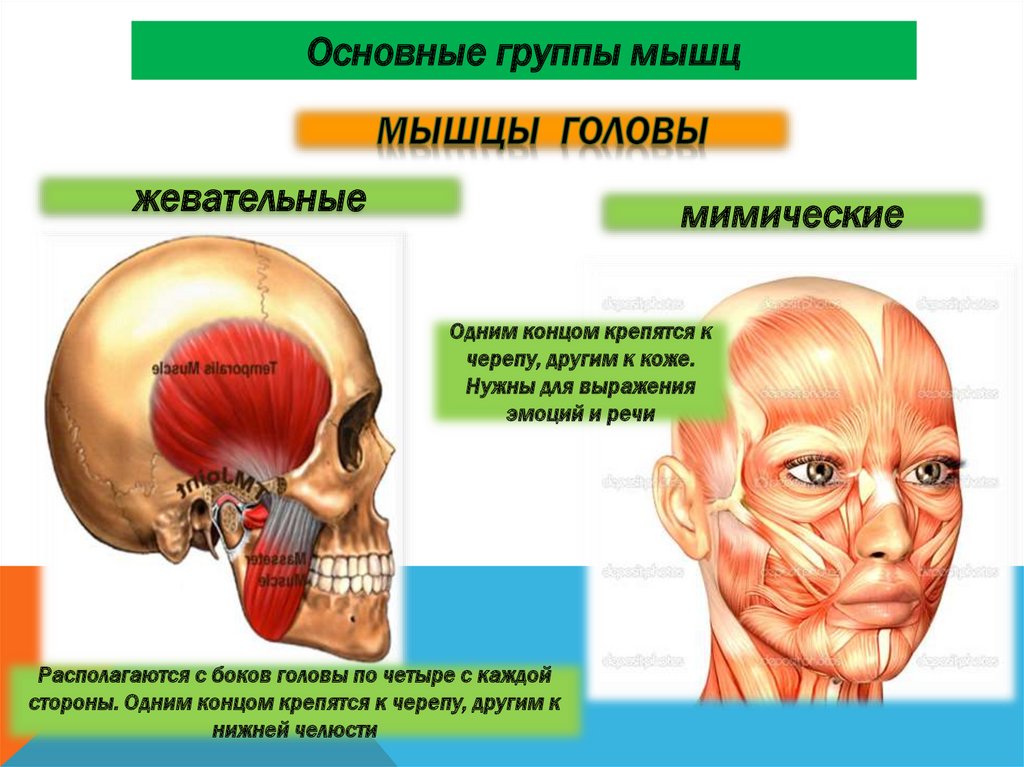 Строение мышц 8 класс