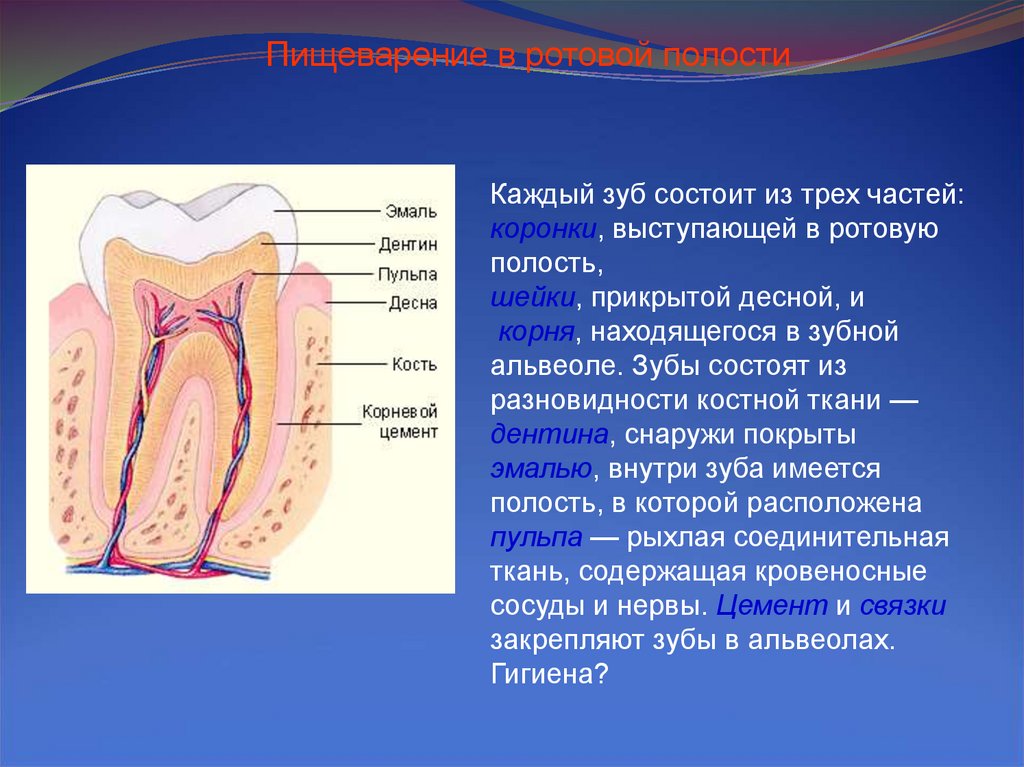 Сосуды корня расположены. Корень зуба состоит из дентина и цемента. Из каких 3 частей состоит каждый зуб.