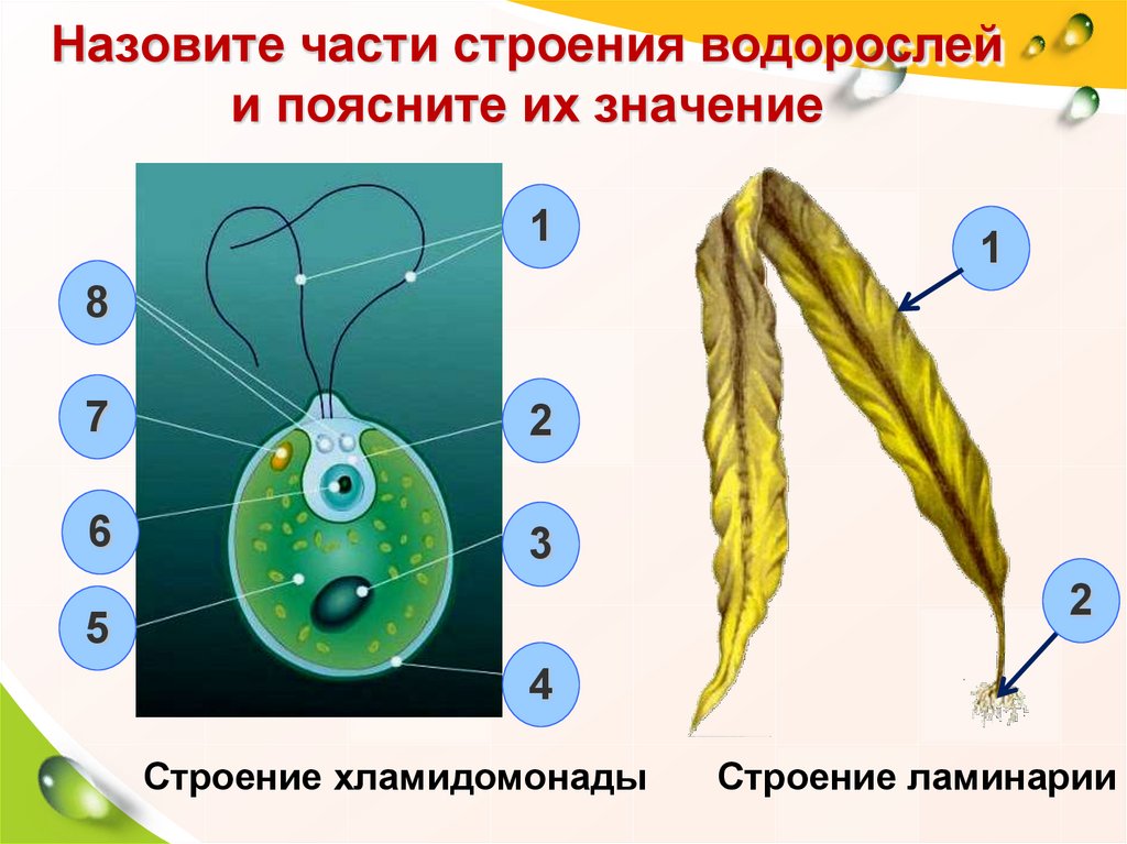 Нарисовать водоросли по биологии 5 класс