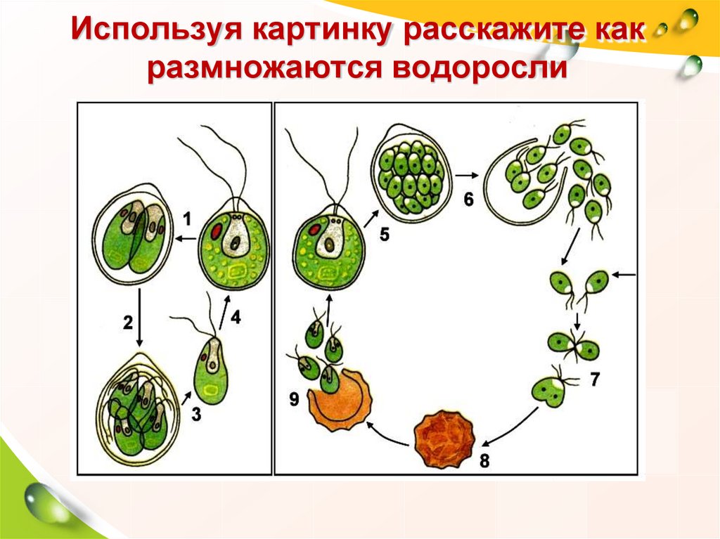 Какие водоросли изображены на рисунке