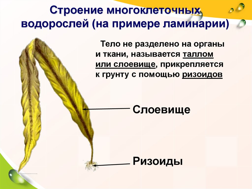 Презентация водоросли 5 класс биология пасечник