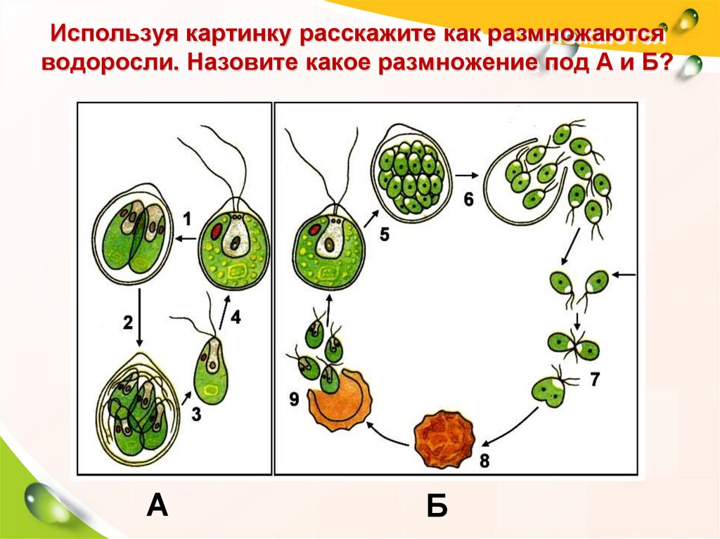 Размножение водорослей 6 класс