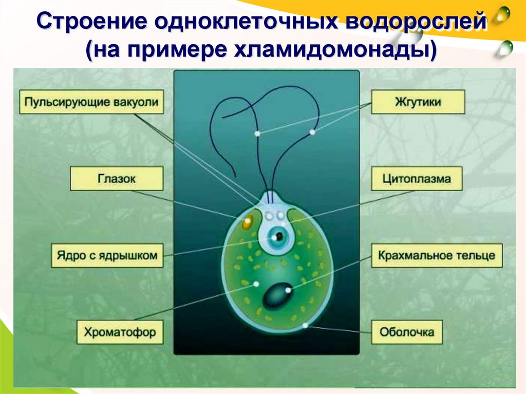Одноклеточная зеленая водоросль хламидомонада. Строение водорослей 5 класс биология. Одноклеточные водоросли 6 класс биология. Схема одноклеточной водоросли. Строение одноклеточных водорослей 5 класс биология.