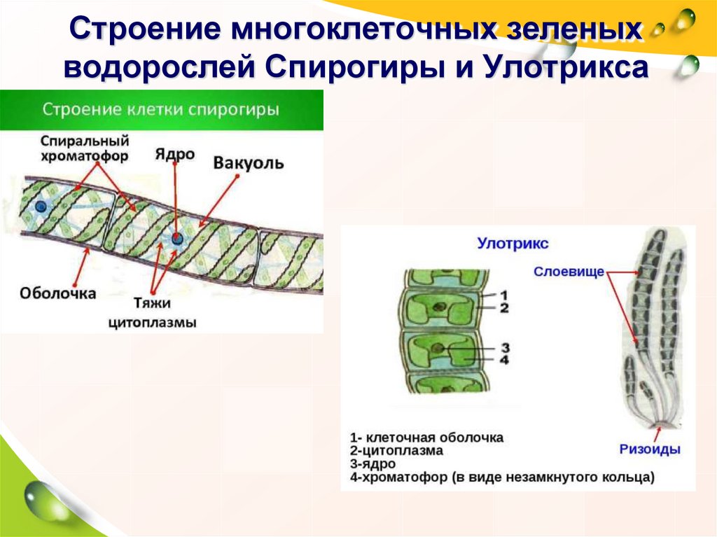 Лабораторная водоросли. Базальная клетка улотрикса и спирогиры. Улотрикс клетка. Форма спирогира улотрикса. Строение многоклеточной водоросли улотрикс.