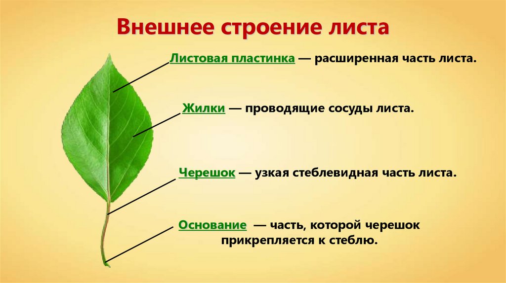 Биология 6 класс лабораторная работа строение листьев. Листовая пластинка 2 – черешок 3 – жилка. Основание листа черешок жилки листовая пластинка. Лист. Внешнее строение листа (листовая пластинка, черешок).. Основание листа черешок листовая.