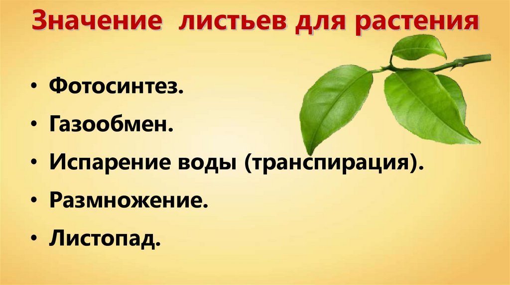 Значение роста в жизни растений 5. Значение листьев для растения. Листья в жизни растений. Лист и его роль в жизни растений. Роль листа в растении.