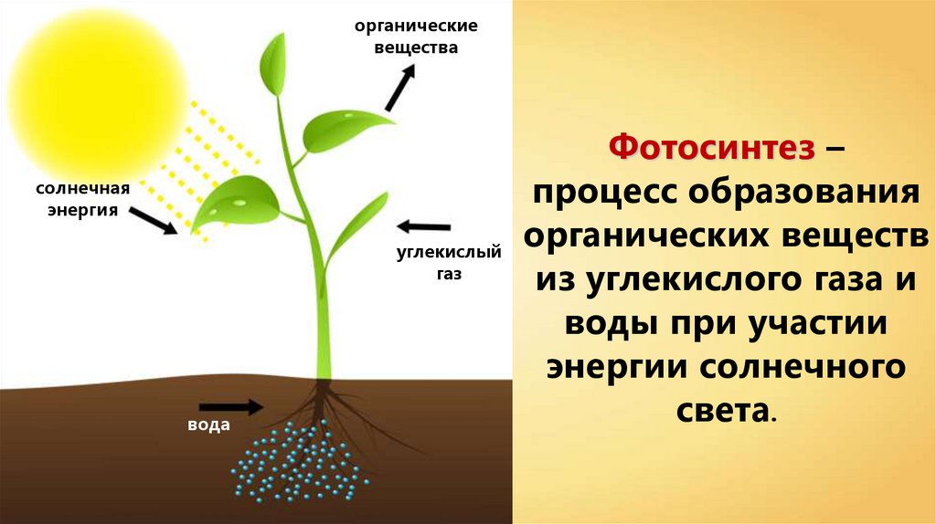Необходимое для жизни органическое вещество. Схема фотосинтеза 6 класс биология. Воздушное питание растений схема. Фотосинтез растений. Процесс фотосинтеза у растений схема.